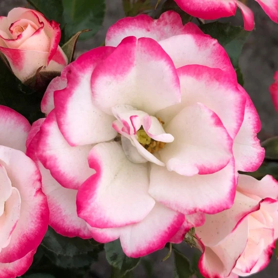 Rose 'Art Deco' - FL - image 1