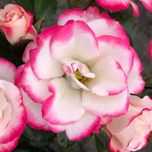 Rose 'Art Deco' - FL - image 1
