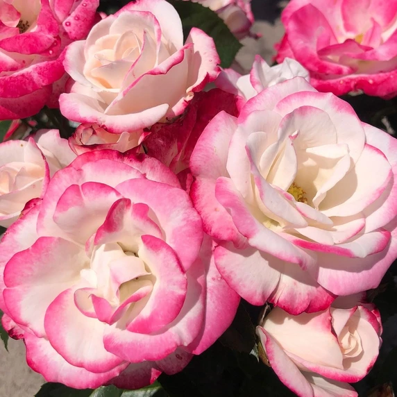 Rose 'Art Deco' - FL - image 2
