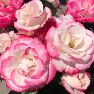 Rose 'Art Deco' - FL - image 2