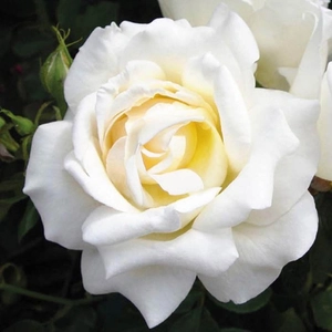 Image Credit - Harkness Roses©