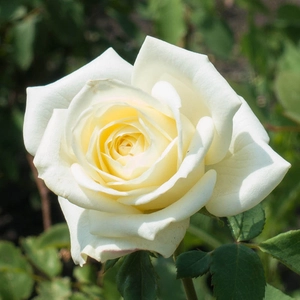 Image Credit - Harkness Roses©