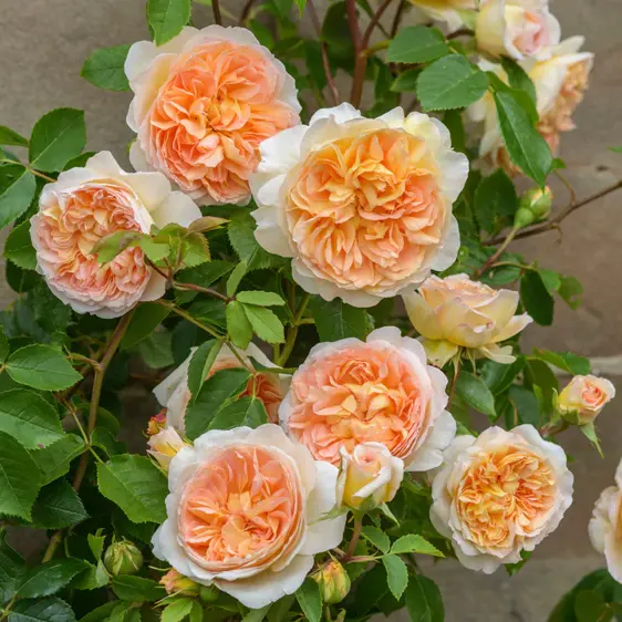 Picture Credit - David Austin Roses