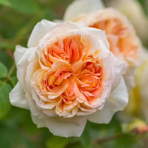 Image Credit: David Austin Roses