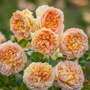 Image Credit: David Austin Roses