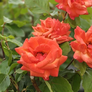 Rose 'Beautiful Britain' - FL