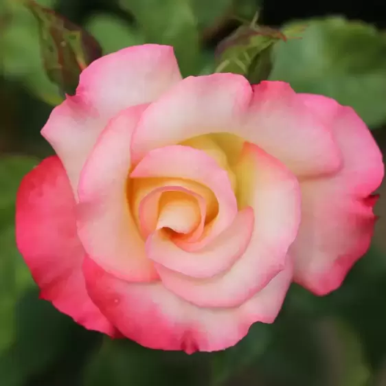 Rose 'Birthday Girl' - FL