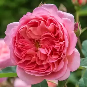 Rose 'Boscobel' - SH - image 6