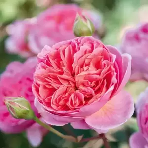 Rose 'Boscobel' - SH - image 1