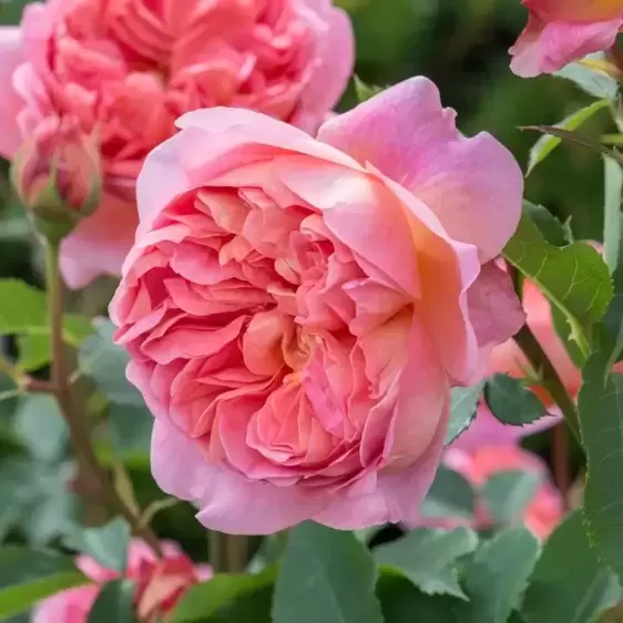 Rose 'Boscobel' - SH - image 4