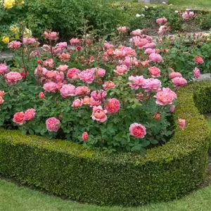 Rose 'Boscobel' - SH - image 7