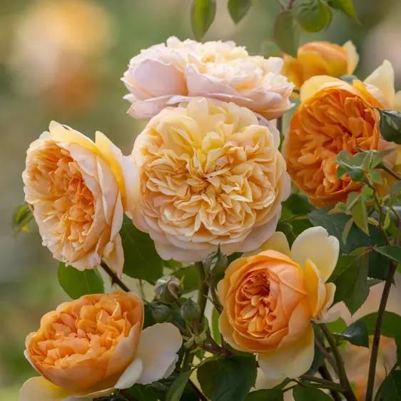 Picture Credit - David Austin® Roses