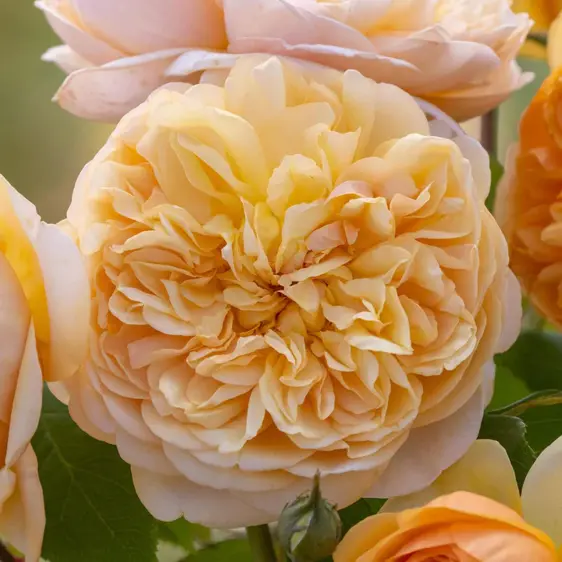 Picture Credit - David Austin® Roses