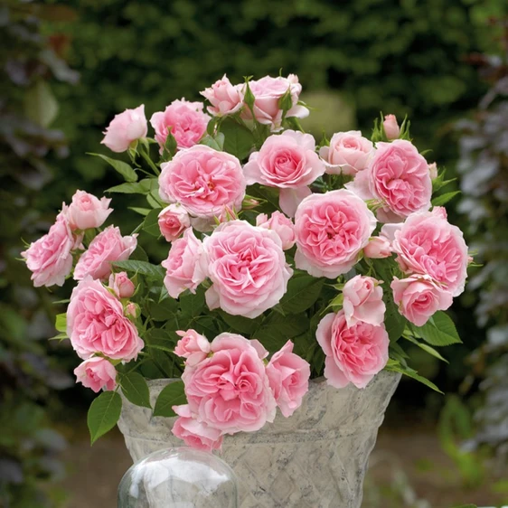 Rose 'Cajsa' - PAT