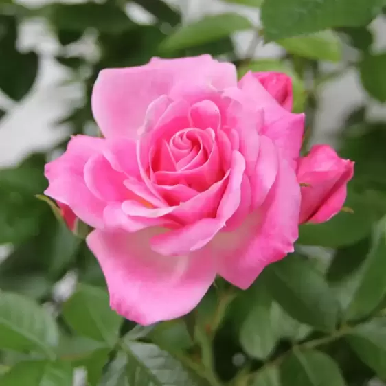 Rose 'Carefree Days' - Patio Standard