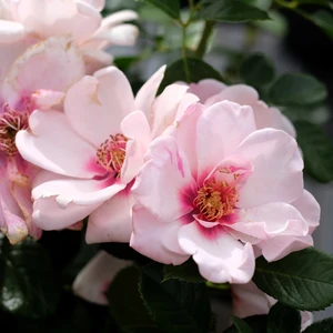 Rose 'Chawton Cottage' - CLM