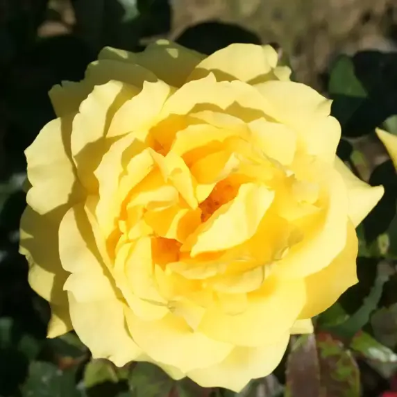 Rose 'Chinatown' - FL 4L