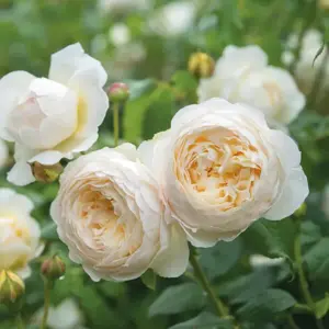 Rose 'Claire Austin' - CLM