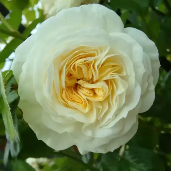 Rose 'Clarence House' - CLM