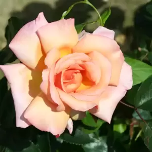 Rose 'Compassion' - CLM 4L