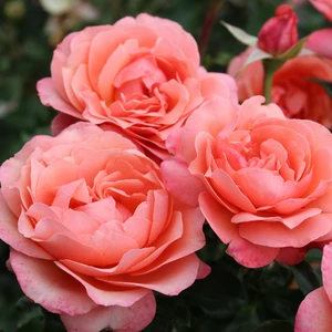 Rose 'Coral Gardens' - FL