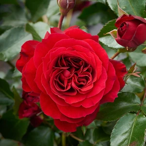 Rose 'Courtyard Carimbo' - CLM - image 1
