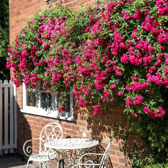 Image Credit: David Austin® Roses