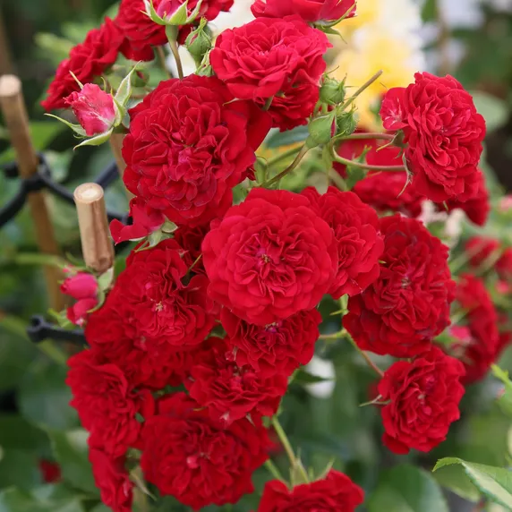 Rose 'Crimson Siluetta' - RAM