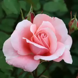 Rose 'Dancing Queen' - CLM