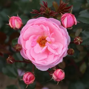Rose 'Darling' - FL