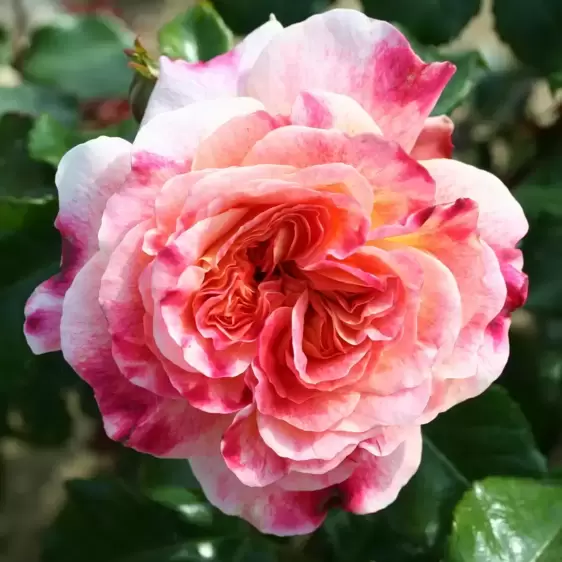 Rose 'Designer Sunset' - Patio Standard