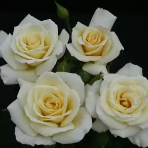 Rose 'Diamond Days Forever' - FL