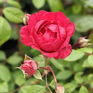 Rose 'Dizzy Heights' - CLM