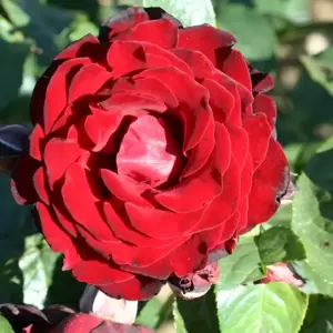 Rose 'Dublin Bay' - CLM