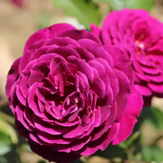 Rose 'Ebb Tide' - FL