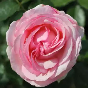 Rose 'Eden Rose 88' - CLM 3L