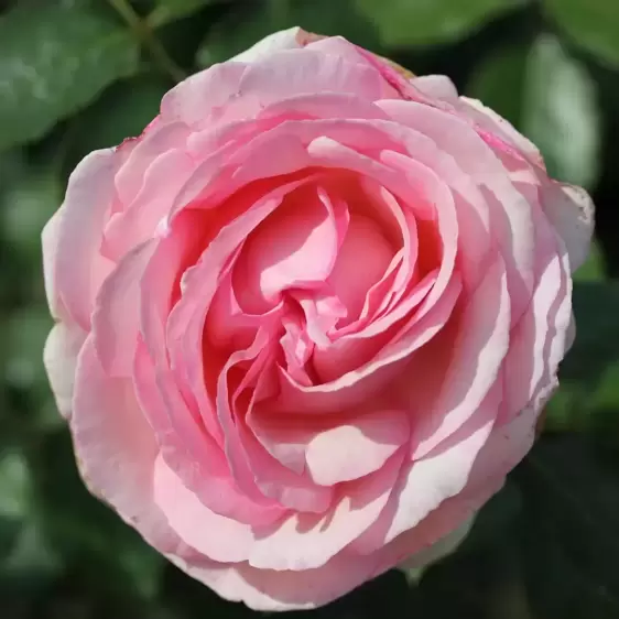 Rose 'Eden Rose 88' - CLM 4.5L