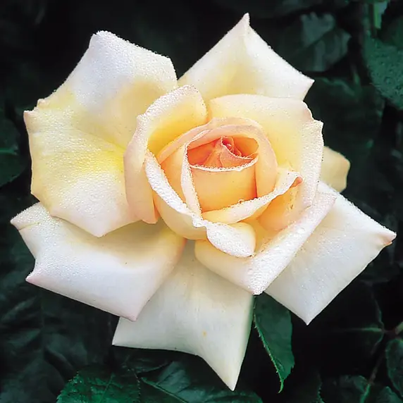 Picture Credit - © David Austin Roses Ltd.