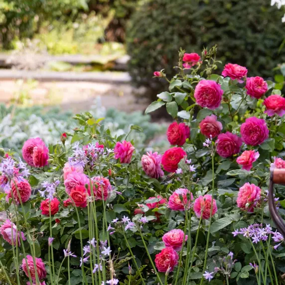 Image Credit: David Austin® Roses