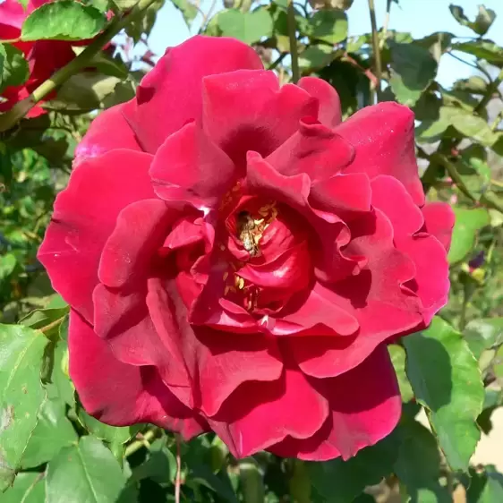 Rose 'Etoile De Hollande' - CLM - image 1