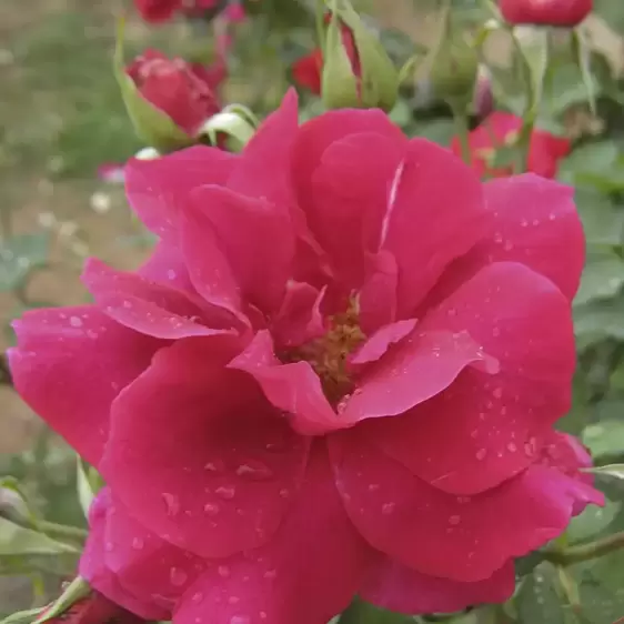 Rose 'Etoile De Hollande' - CLM - image 2