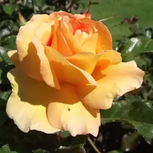Rose 'Eureka' - FL