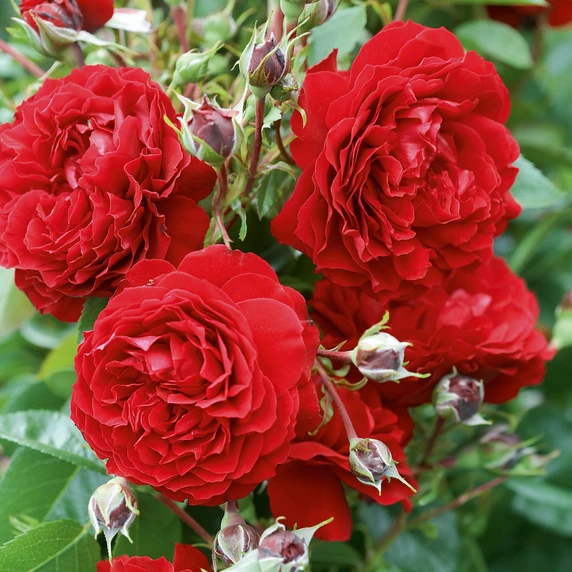 Rose 'Everlasting Love' - CLM