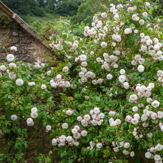 Picture Credit - David Austin Roses