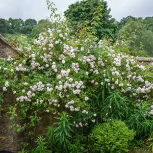 Picture Credit - David Austin Roses