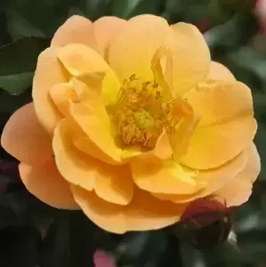 Rose 'Flower Carpet Amber' - GC - image 1