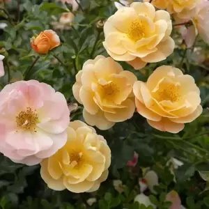 Rose 'Flower Carpet Amber' - GC - image 2
