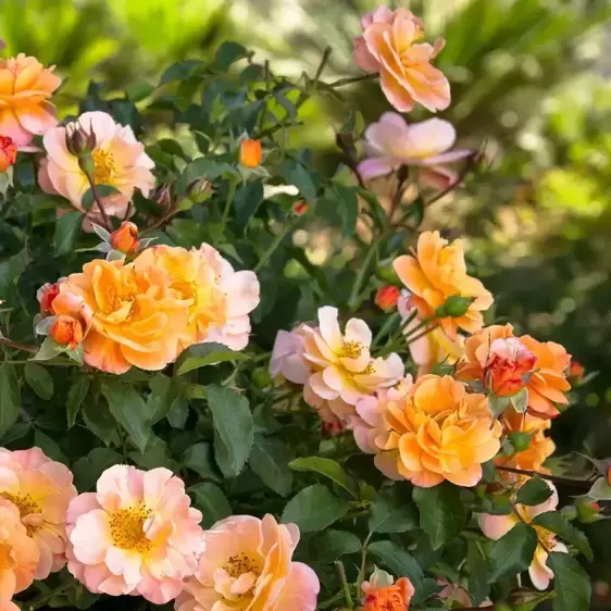 Rose 'Flower Carpet Amber' - GC - image 3