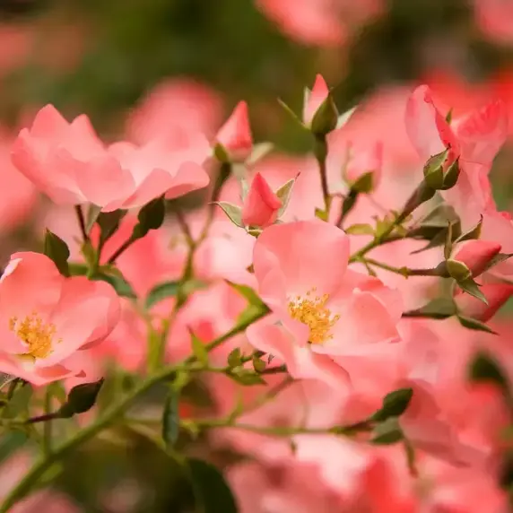 Rose 'Flower Carpet Coral' - GC - image 3