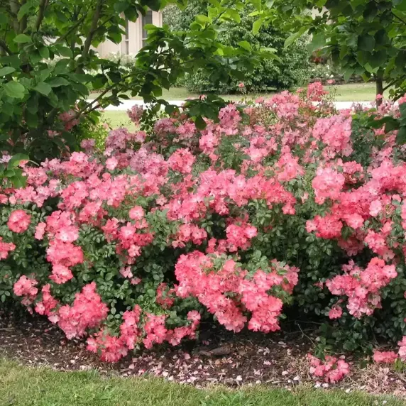 Rose 'Flower Carpet Coral' - GC - image 4